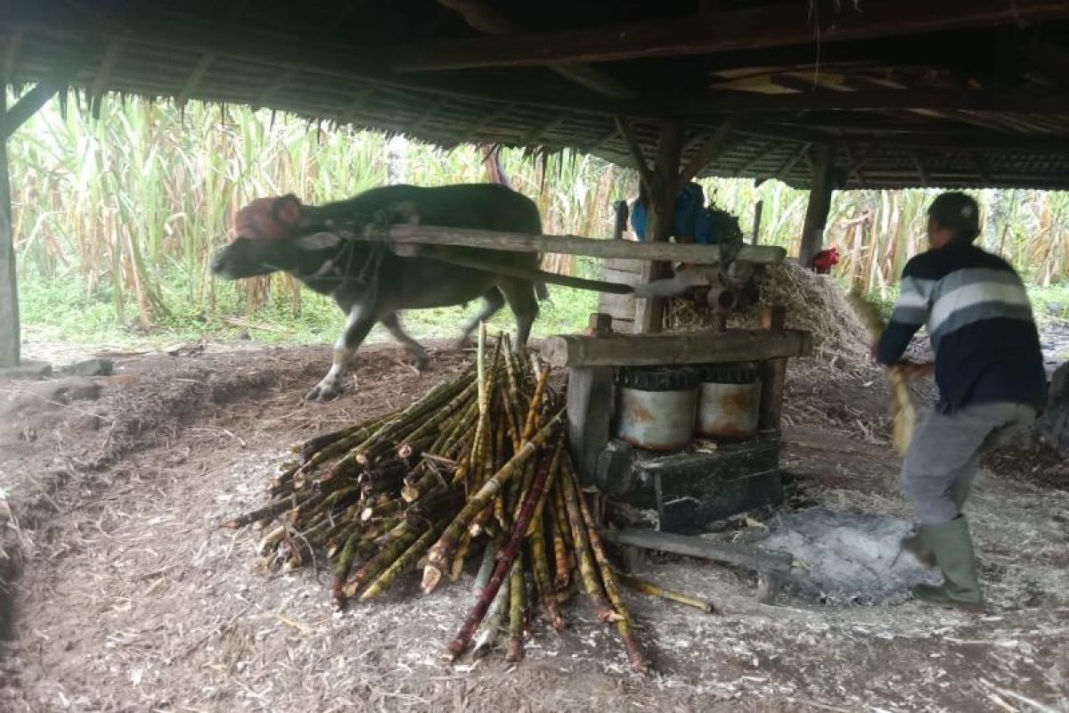 Modernisasi kilang tebu di Agam, dari tradisional hingga modern