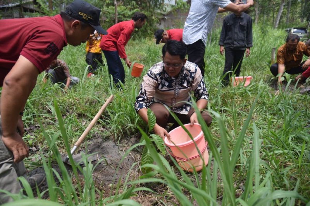 Pemkab Sleman menanam 50 ribu bibit kopi di lereng Merapi