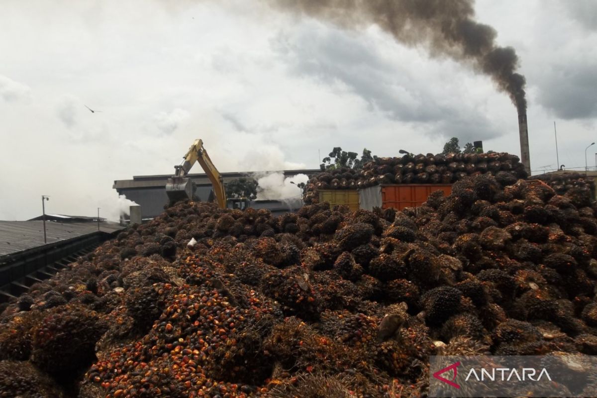 DLH Mukomuko sebut pembakaran tandan sawit picu polusi udara