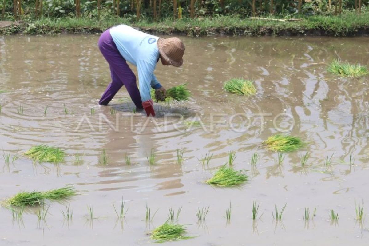 Memacu produksi pangan di tengah terpaan fenomena El Nino