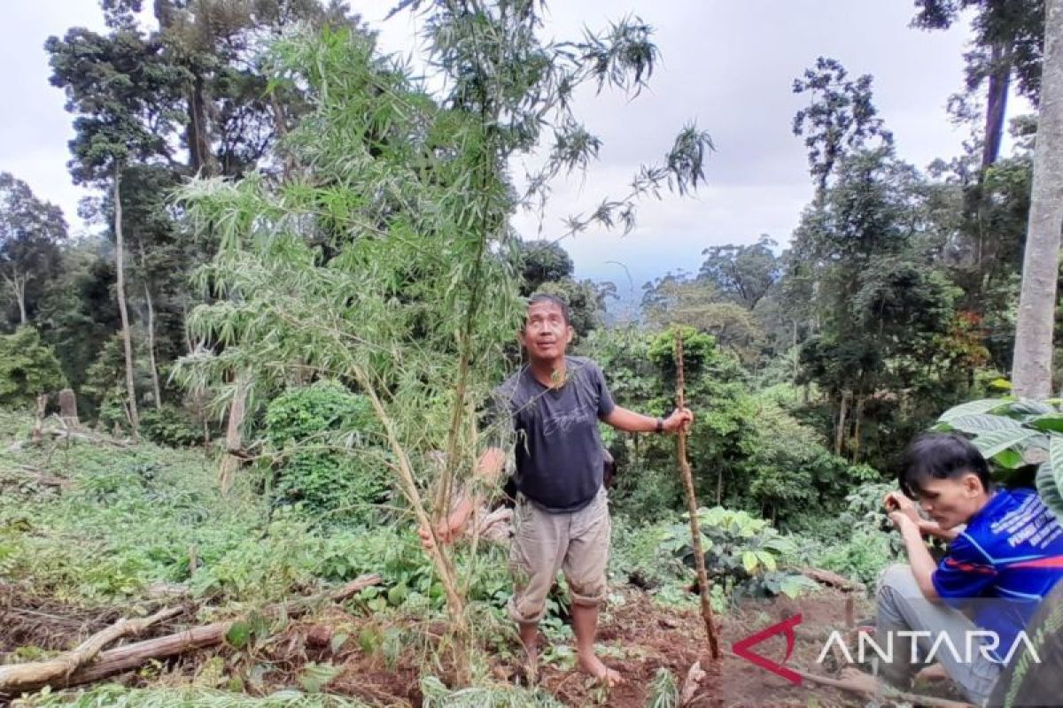 BNNK Empat Lawang tangkap pemilik satu hektare ladang ganja