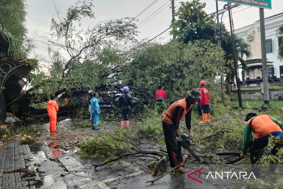 Belasan pohon tumbang di Solo