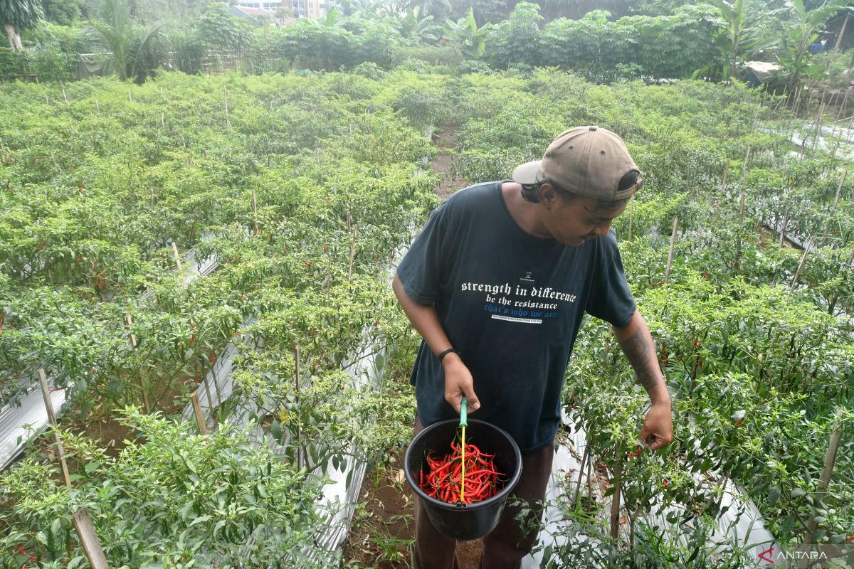 Opini - Para capres dan komitmen mereka pada pembangunan petani Indonesia