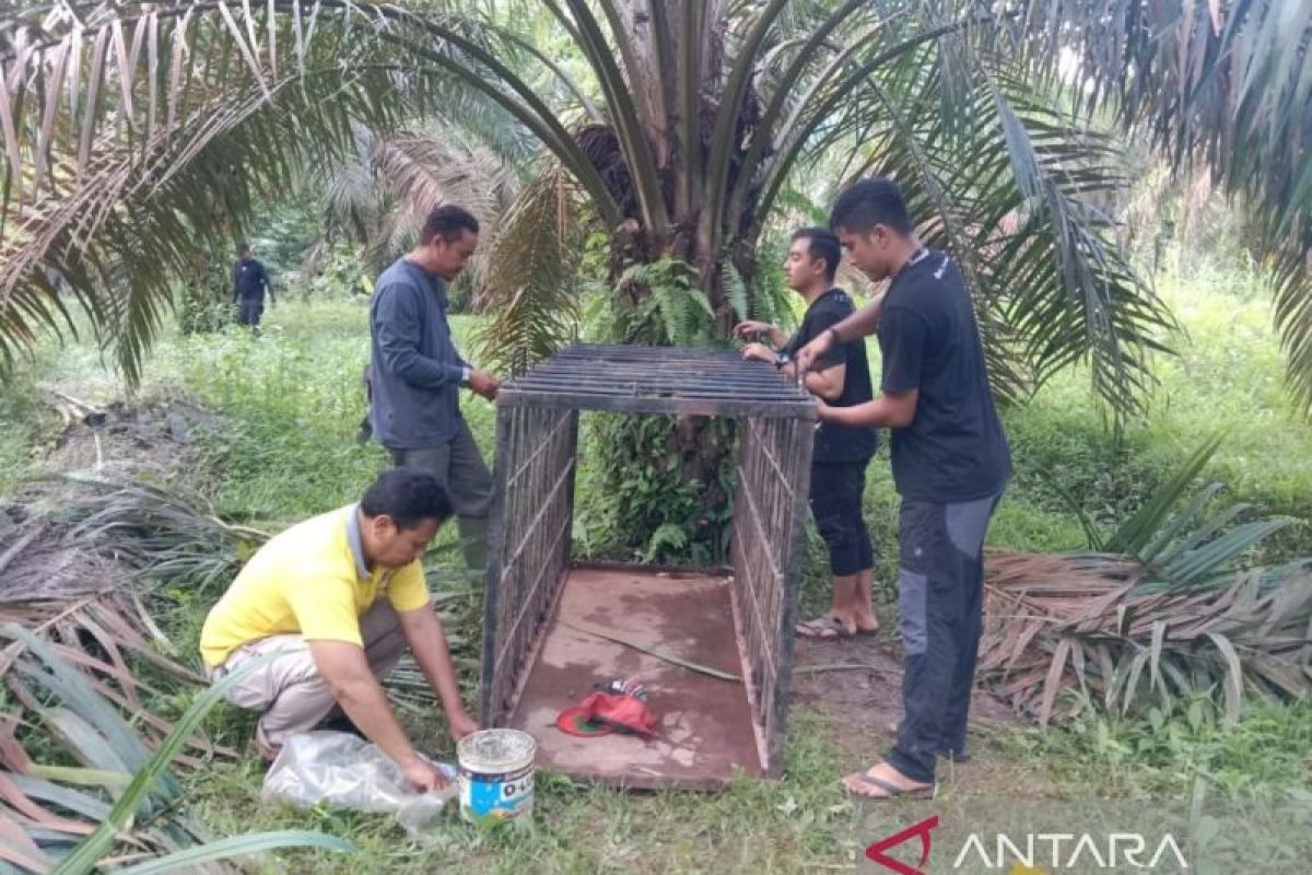 BKSDA Sumbar pasang dua kandang jebak evakuasi harimau sumatera