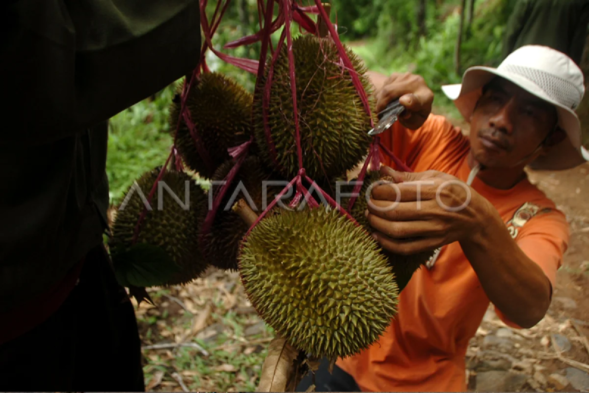 Panen durian lokal di Tegal