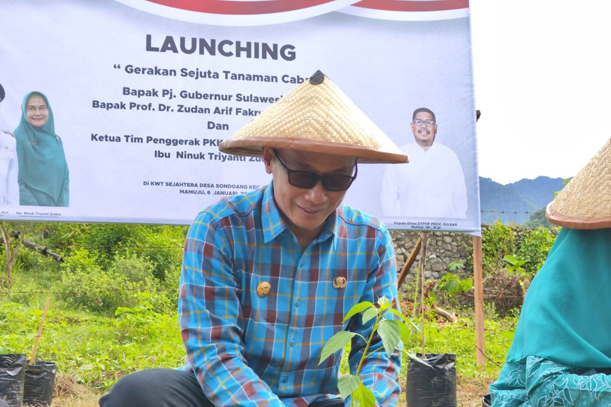 Pemprov Sulbar meluncurkan gerakan tanam sejuta cabai