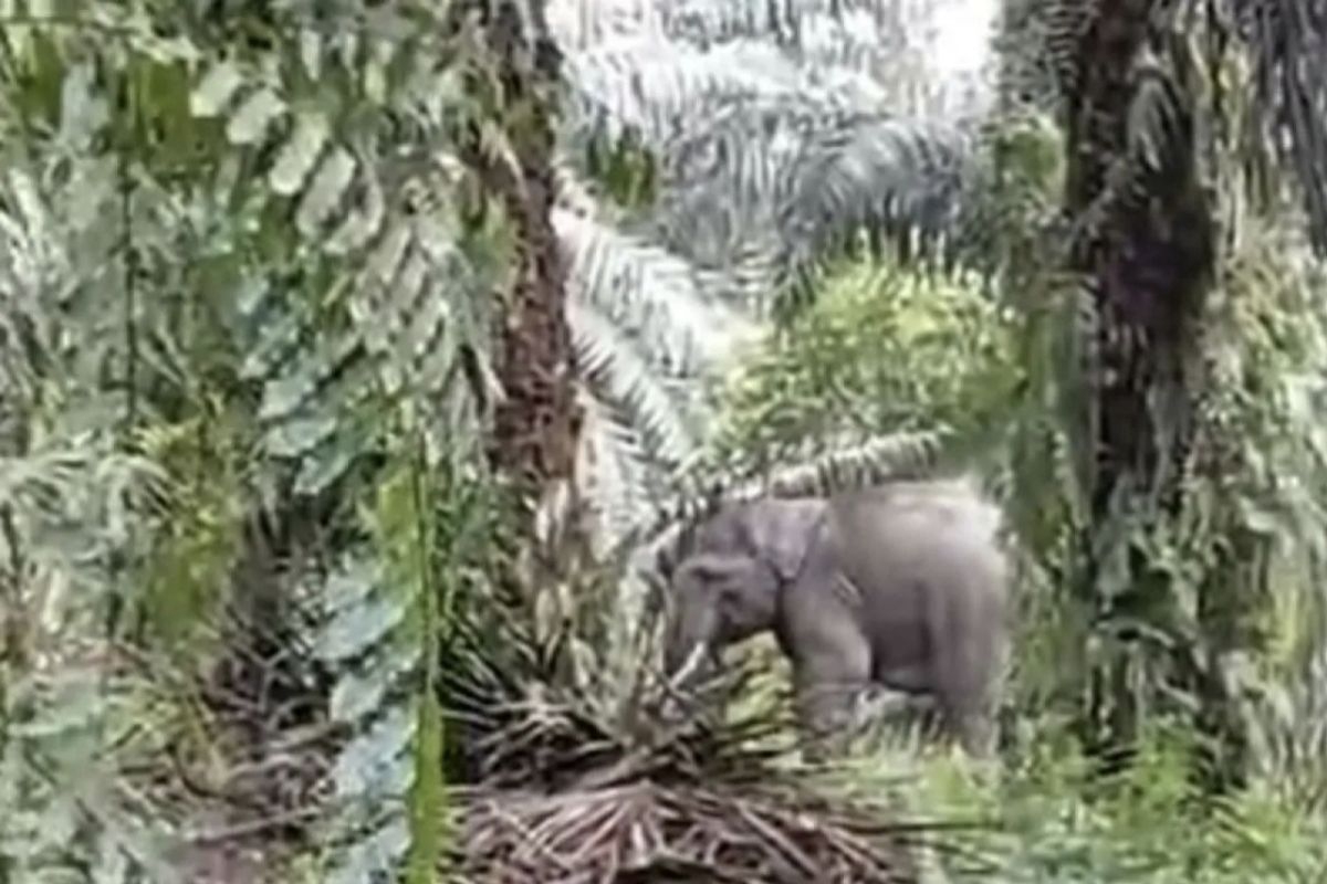 Akibat banjir, dua gajah liar masuk ke pemukiman warga