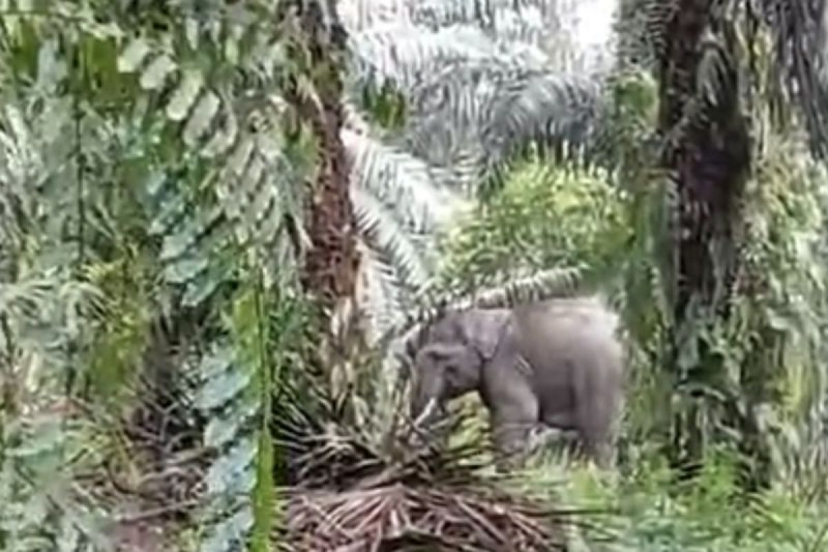 Dua gajah liar masuk ke pemukiman di Pelalawan lantaran banjir