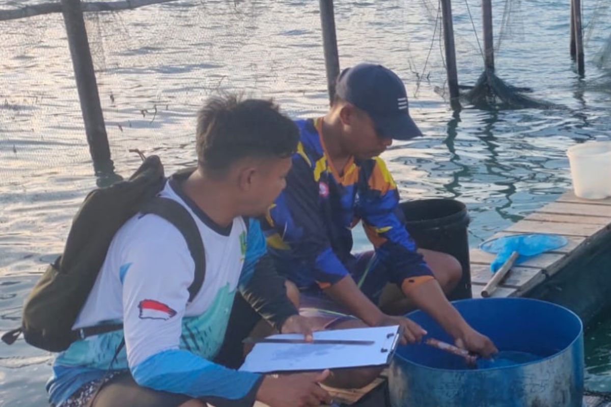 Pemkab Natuna berikan bantuan sebanyak 17.220 ekor bibit ikan kerapu ke warga