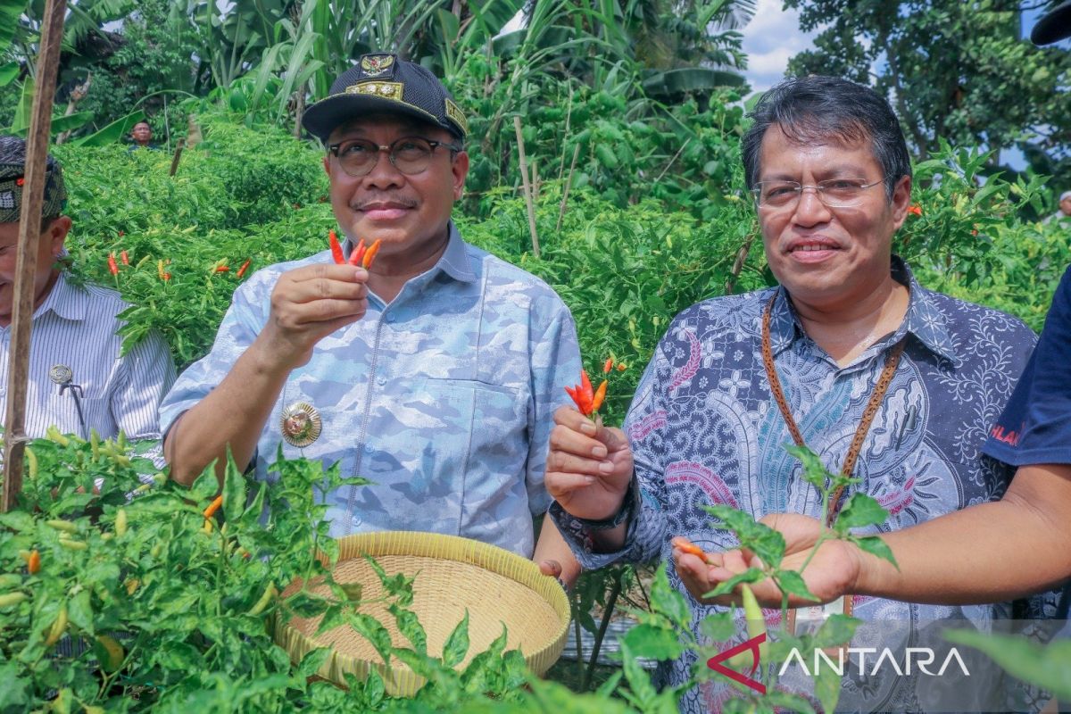 Cabai organik binaan BI NTB jadi andalan pengendalian inflasi