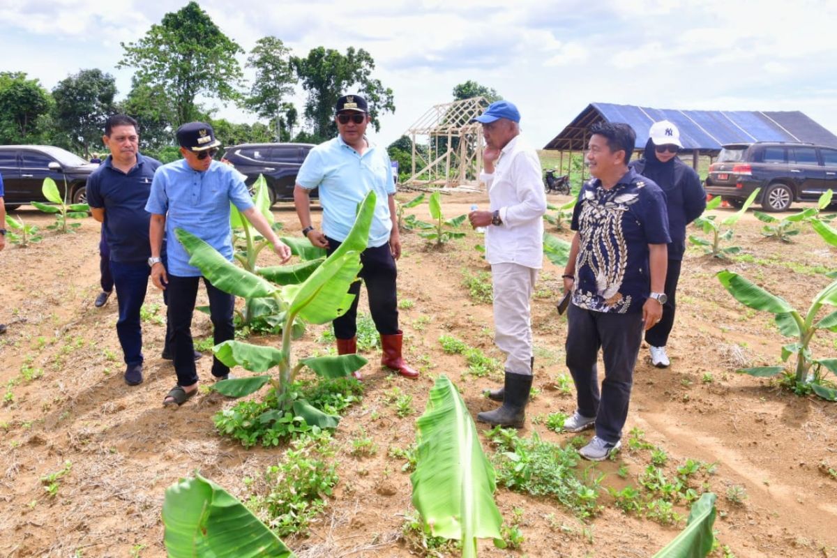 Pj Gubernur Sulsel tinjau hasil penanaman pisang cavendish di Mare Bone