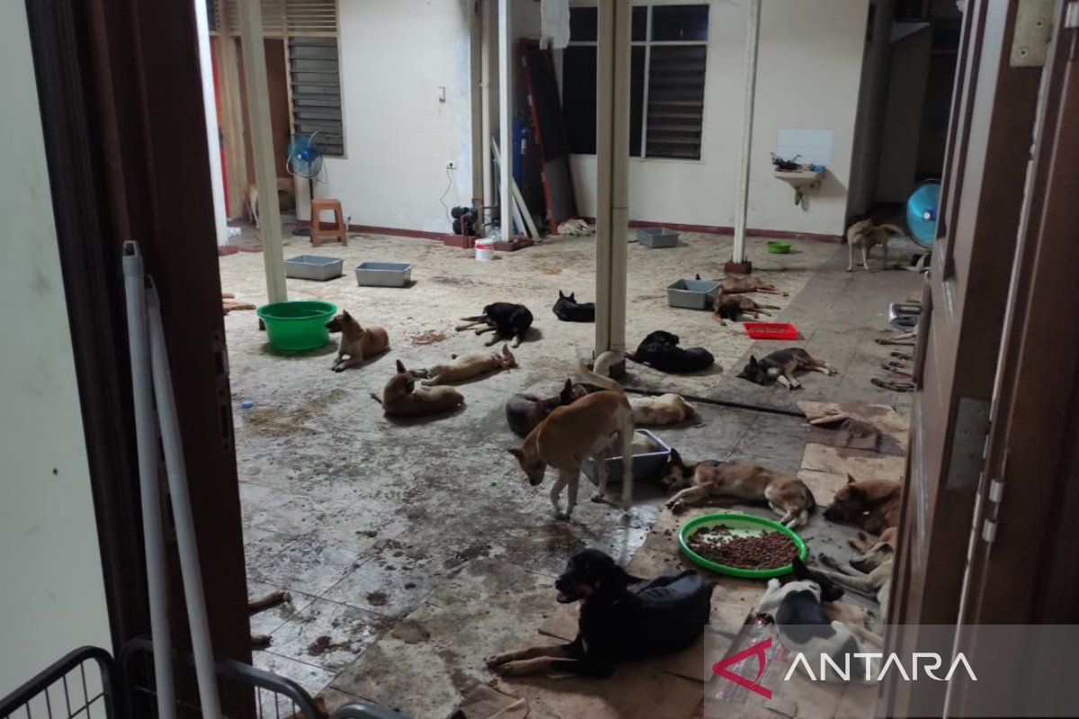 Pemkot Surakarta siapkan SE terkait larangan penjualan daging anjing