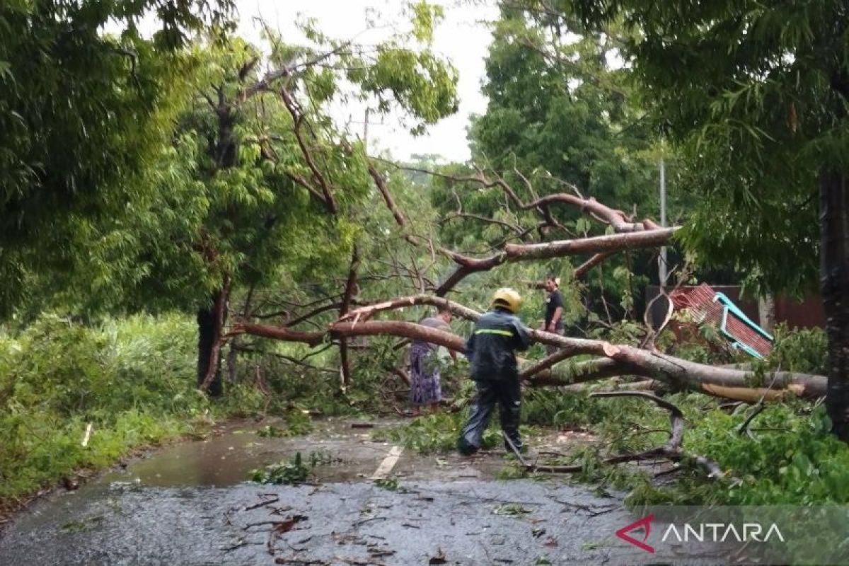 Angin kencang akibatkan 30 unit rumah rusak dan pohon tumbang di Kudus