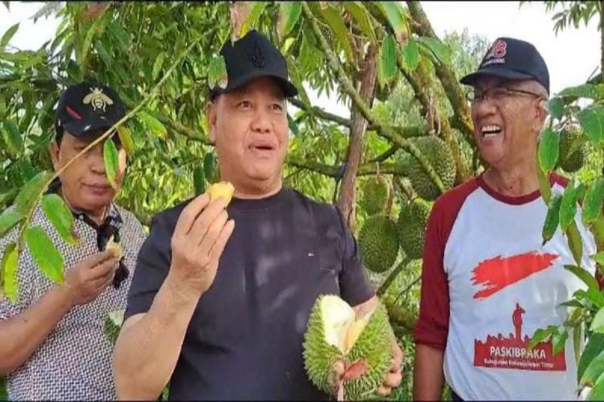 Kotim kini mampu hasilkan durian termahal