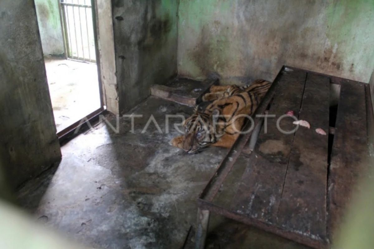 Bukan pilihan tepat, penutupan Medan Zoo