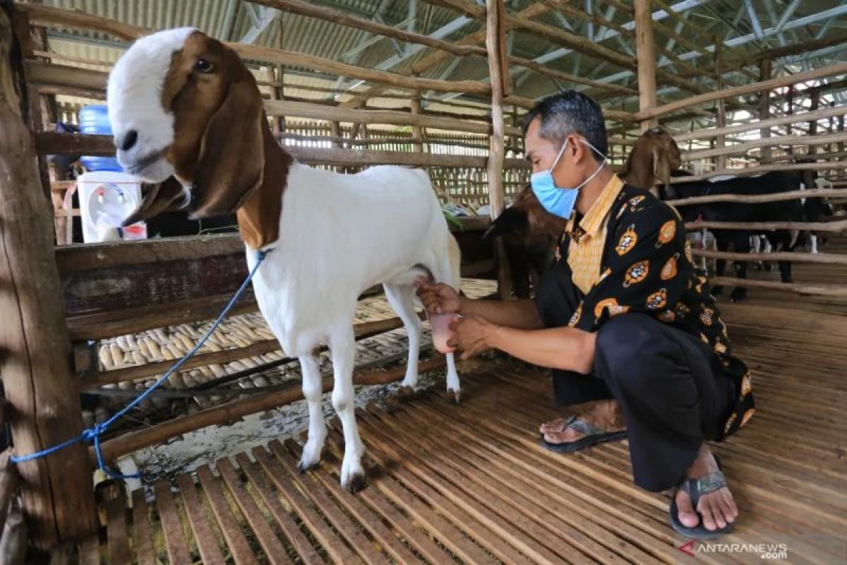 Kambing perah potensial penuhi kebutuhan susu nasional