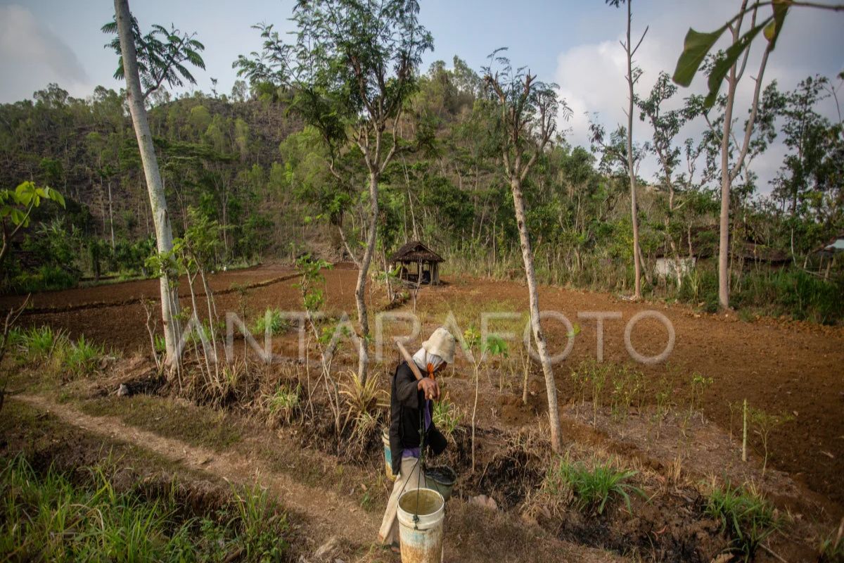 BI bilang El Nino dapat menghambat pertumbuhan ekonomi di NTT