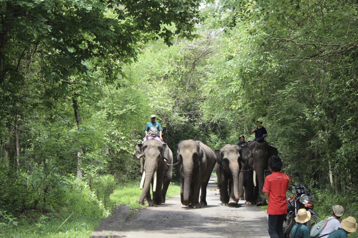 Dirjen Gakkum: Kasus kematian gajah Sumatra masih dalam investigasi