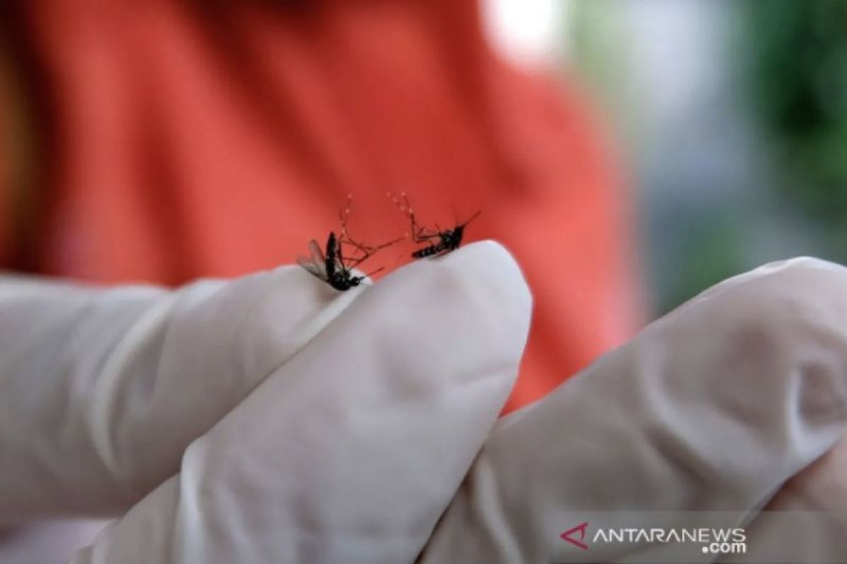 Kenali perbedaan nyamuk aedes aegypti dan aedes albopictus penyebab DBD