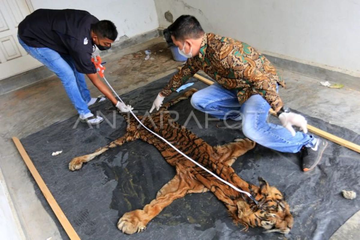 Sindikat penjahat lingkungan incar satwa lindung di Aceh