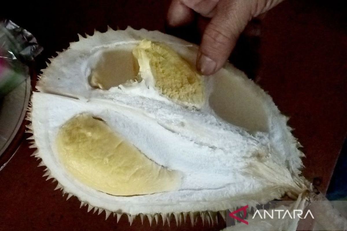 Kisah sukses pembudi daya durian kromo organik Banyumas