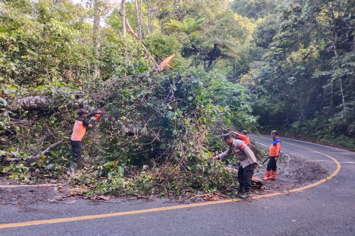 Polisi evakuasi pohon tumbang di hutan TNBBS lintas Krui-Tanggamus