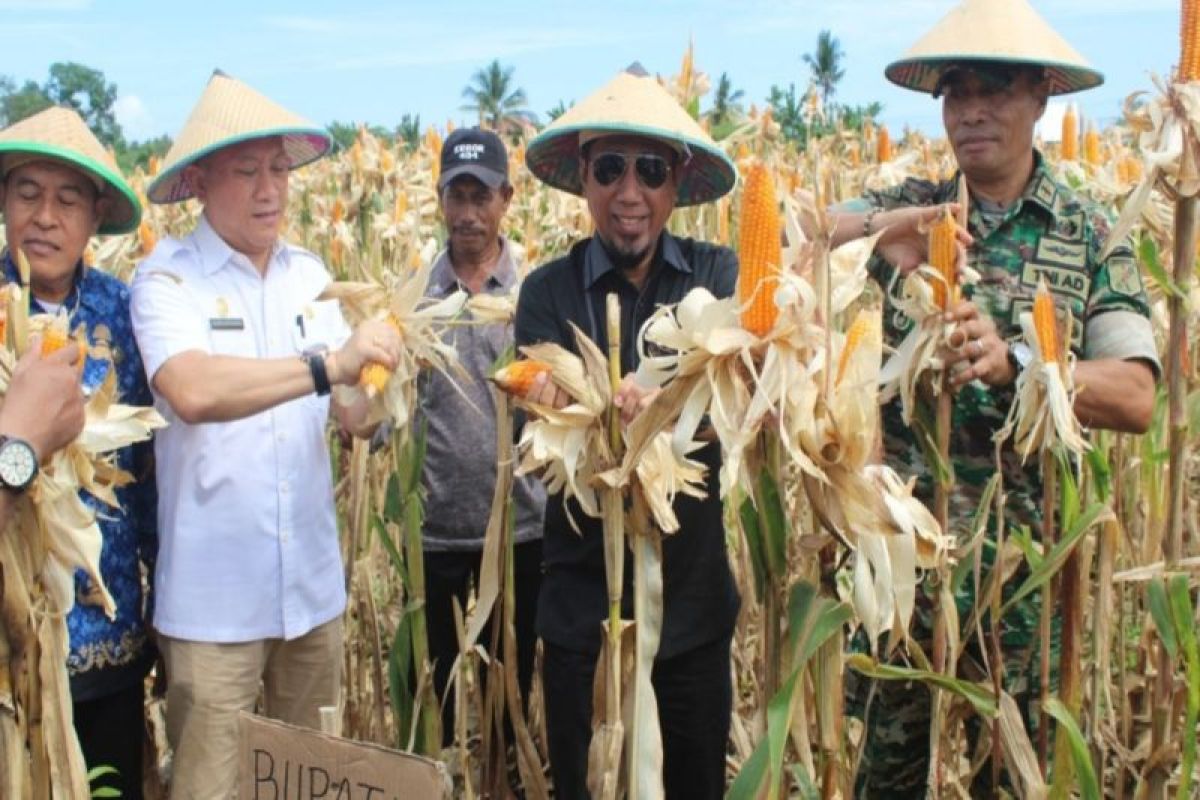 Banggai Kepulauan kembangkan jagung varietas khas daerah