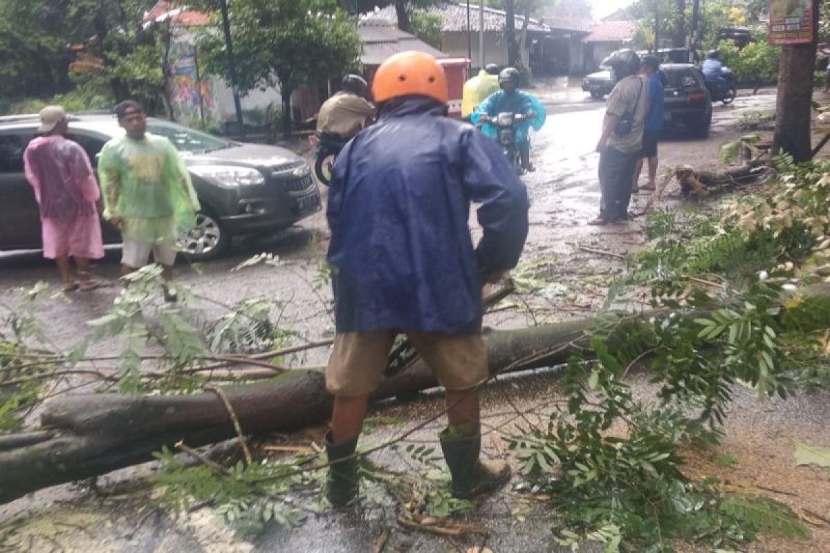 BPBD Sleman minta waspadai pohon besar dan rindang di tanah gembur