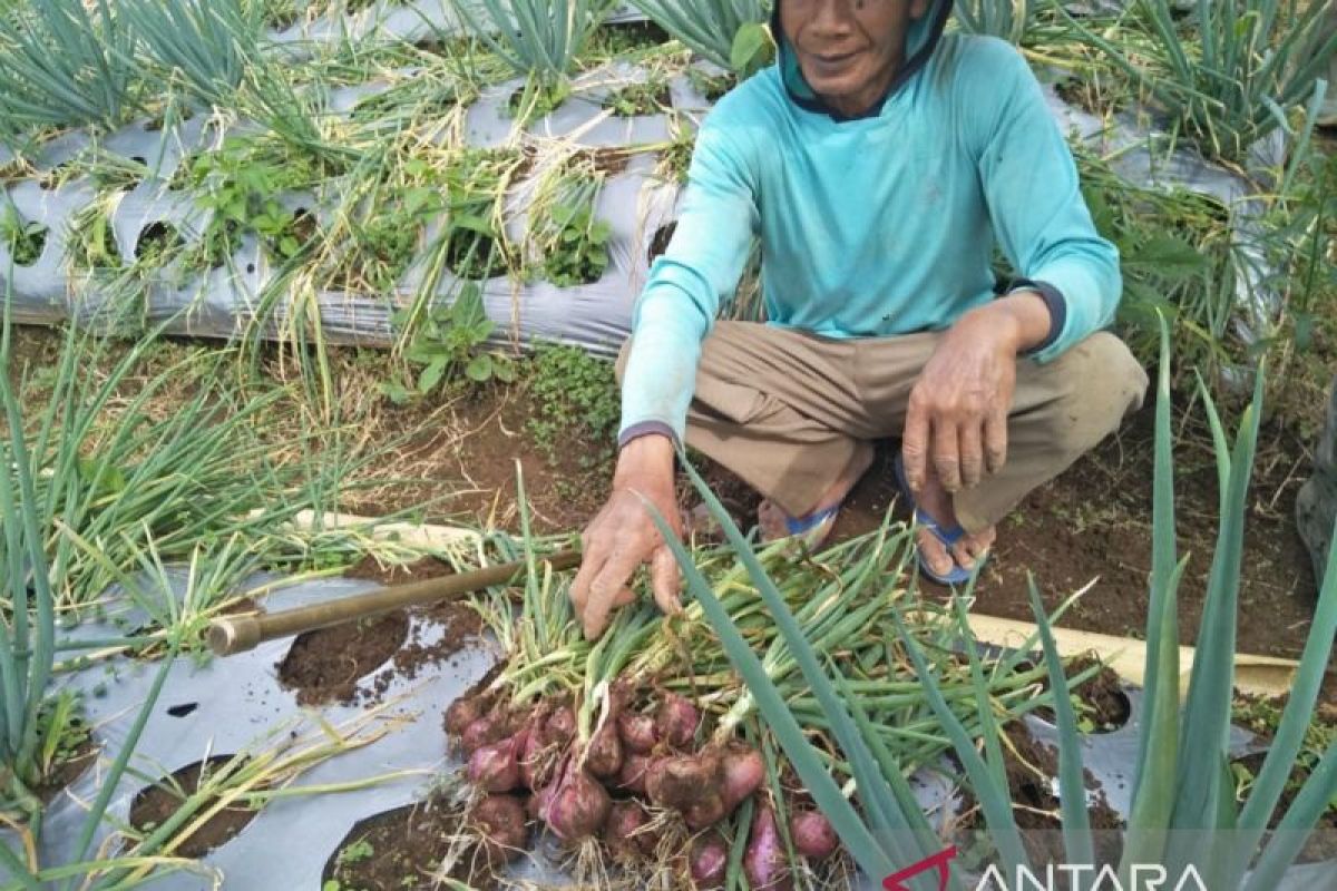 Mentan Andi Amran katakan "food estate" berjalan baik dan sesuai target