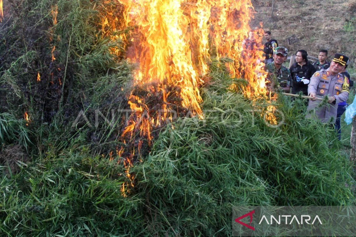 Puluhan ribu batang ganja di Aceh Utara dimusnakan