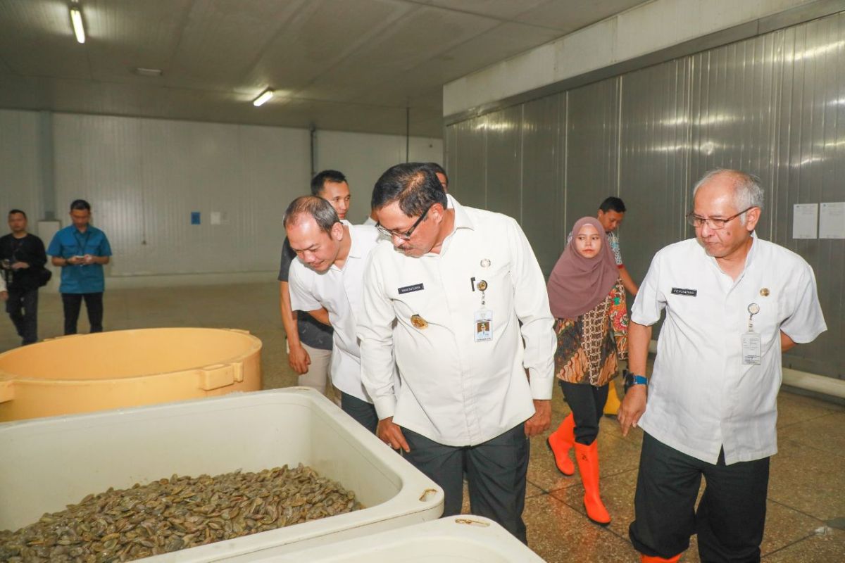 Jateng ekspor 20 ton udang beku ke Australia