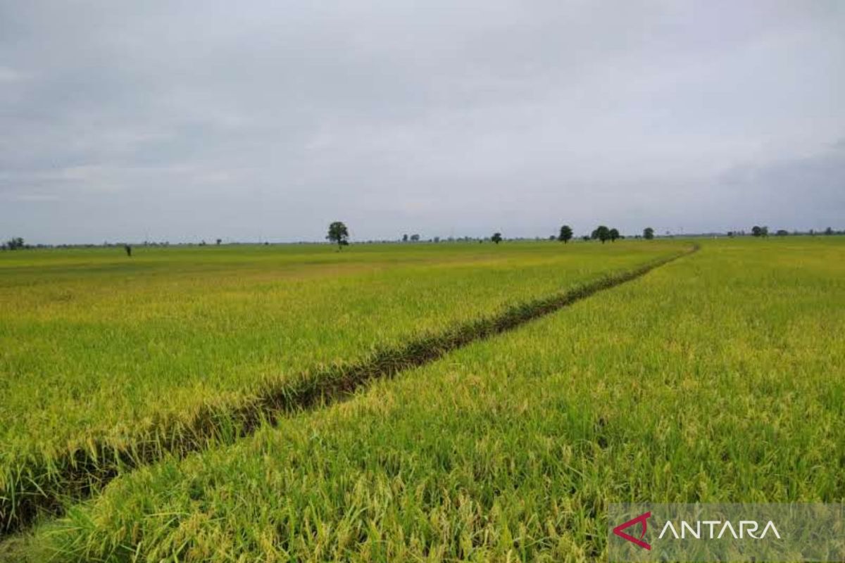 Pemkab Kudus siapkan strategi atasi pupuk subsidi yang terbatas