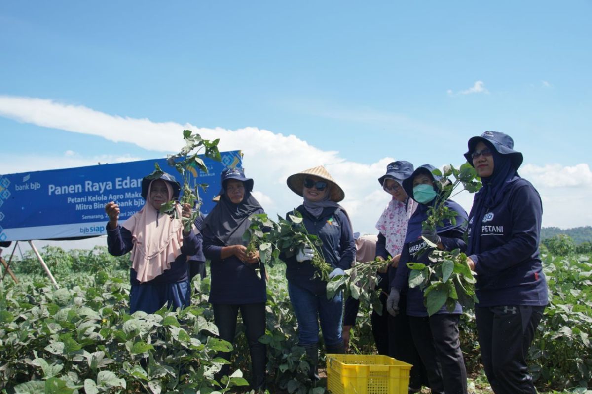 Bank BJB panen raya edamame bersama petani binaan di Jateng