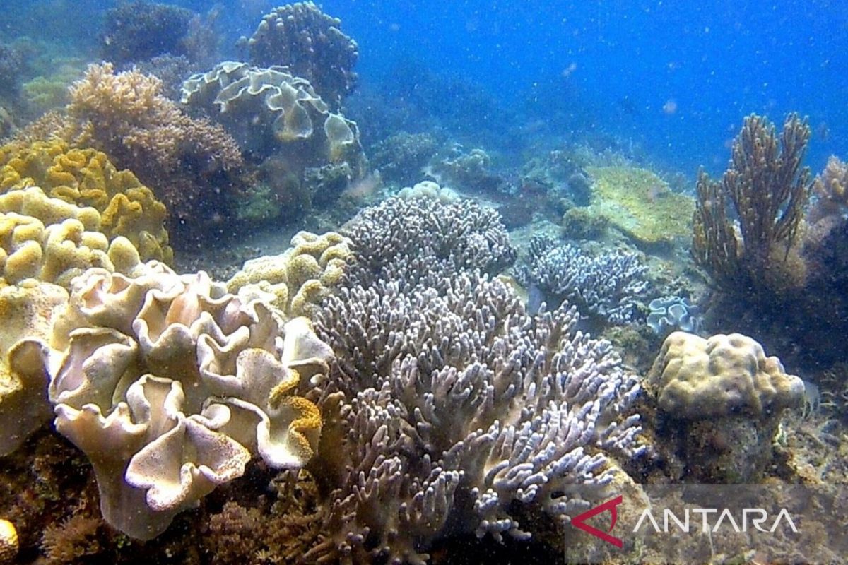 Menyingkap surga bawah laut tersembunyi Pulau Miang, Kutai Timur