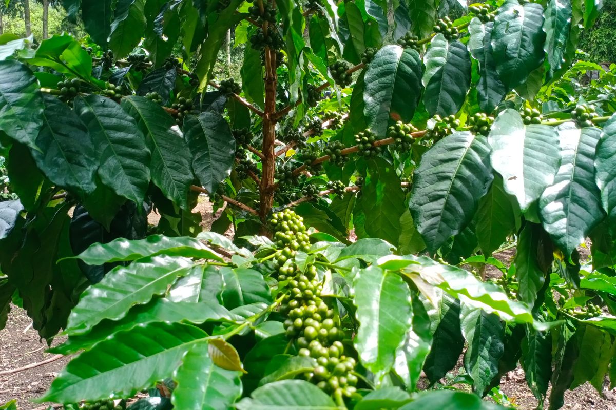 Menjajaki potensi Kopi Sembalun dari kaki Gunung Rinjani di pasar global