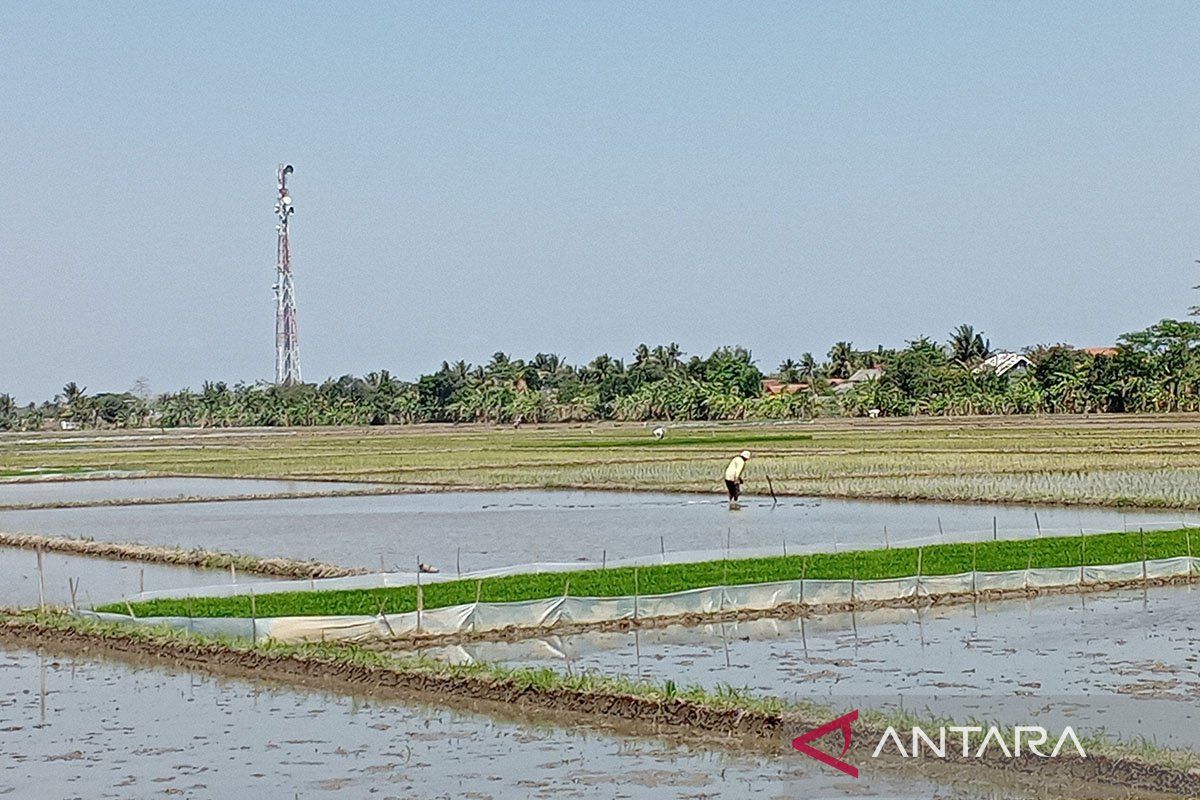 Cilacap optimistis tetap bisa dukung ketahanan pangan  nasional