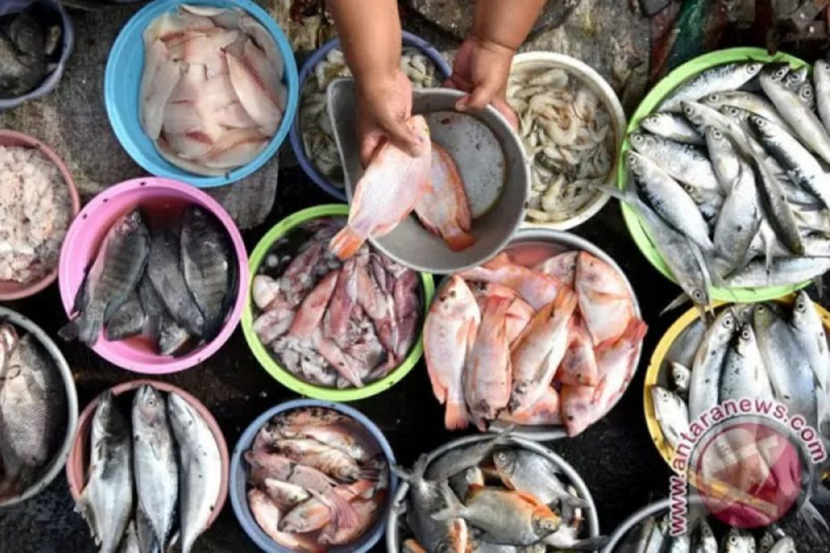 Konsumsi ikan sarden atau teri cegah 750 ribu kematian pada 2050