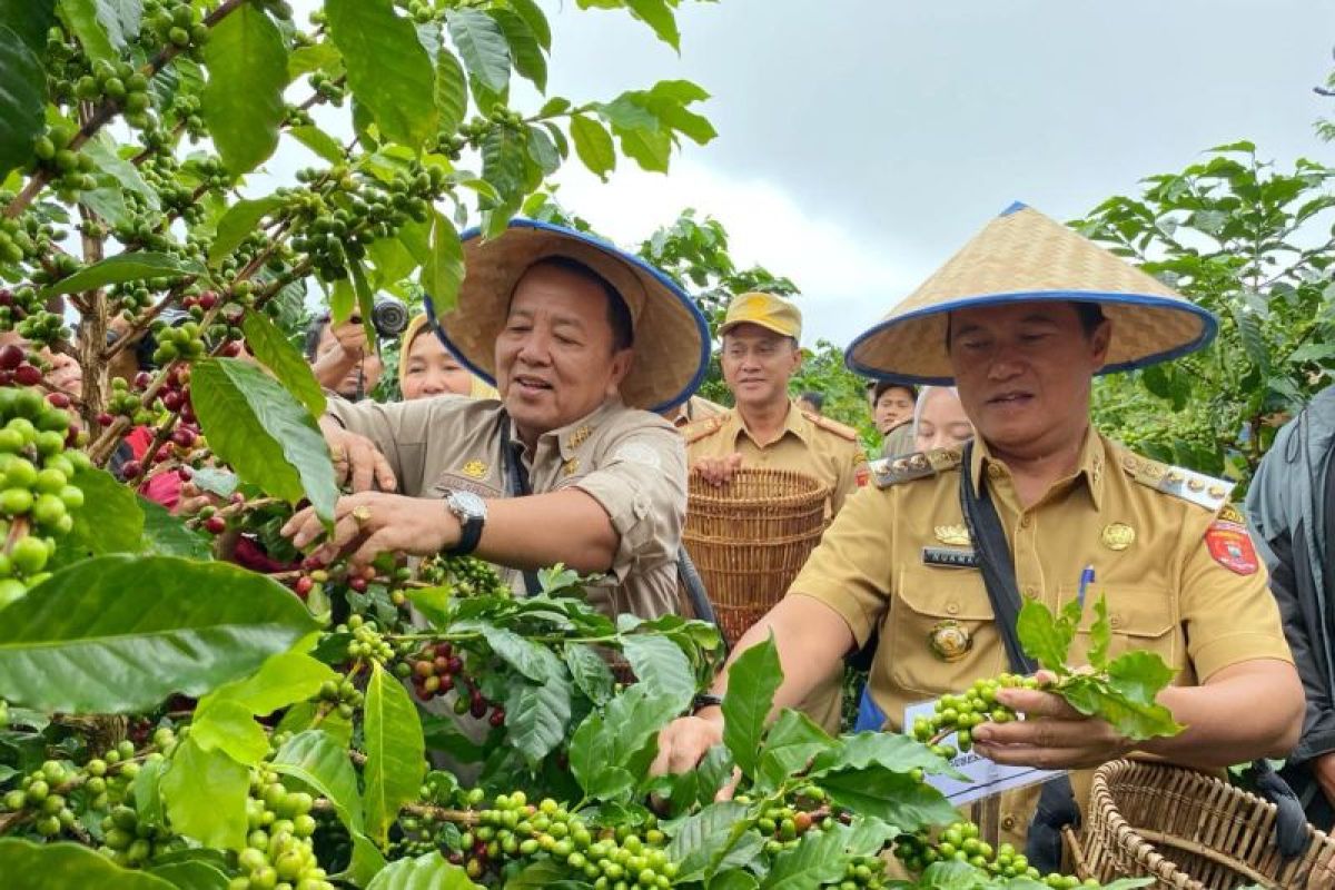 Kopi arabika akan dijadikan komoditas unggulan Lampung Barat