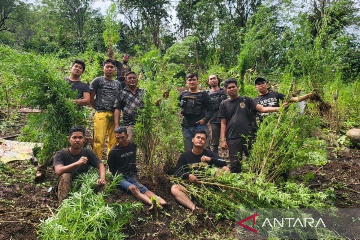 Polisi kejar pemilik dua hektare ladang ganja di Empat Lawang Sumsel