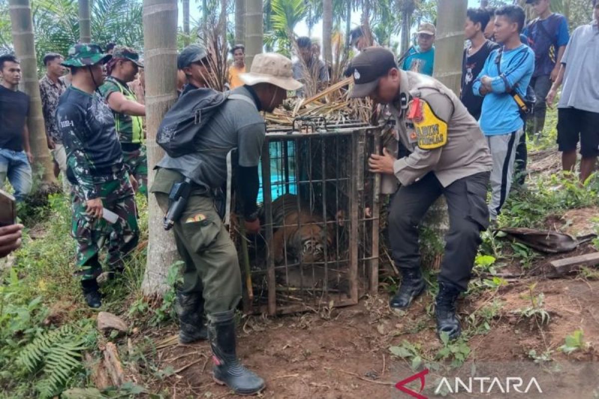 Harimau masuk kandang jebak BKSDA Sumbar dibawa ke TMSBK Bukittinggi (Video)