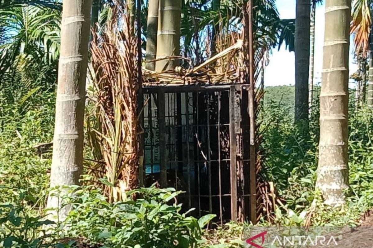 Seekor harimau sumatra masuk kandang jebak BKSDA di Pasaman (Video)