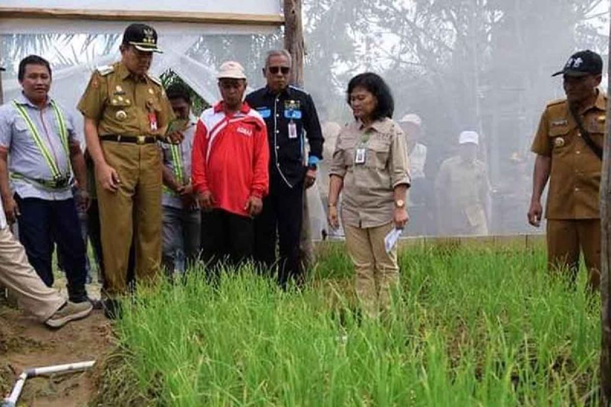 Pj Bupati dukung kelompok tani kembangkan budi daya bawang merah di Kobar