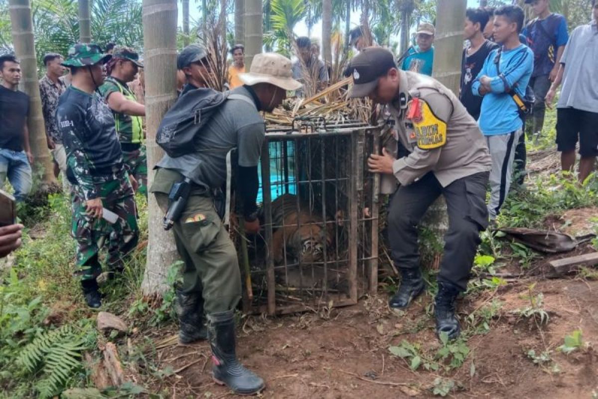 "Kucing-kucingan" hariamau sumatra itu berakhir di kandang jebak