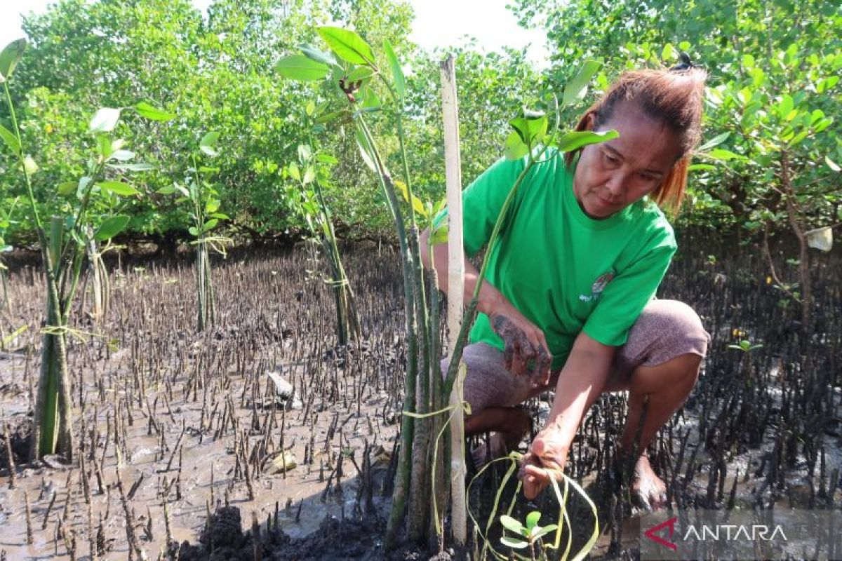 KLHK intensifies tree planting during rainy season