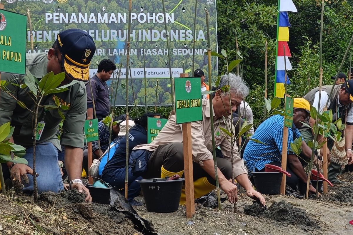 BRGM bersama KLHK melakukan penanaman pohon mangrove di Jayapura Papua