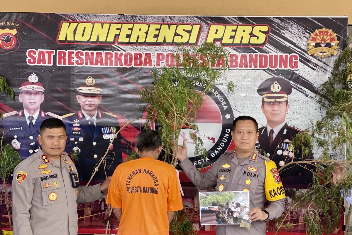 Polisi ringkus pria penananam 20 pohon ganja di Majalaya