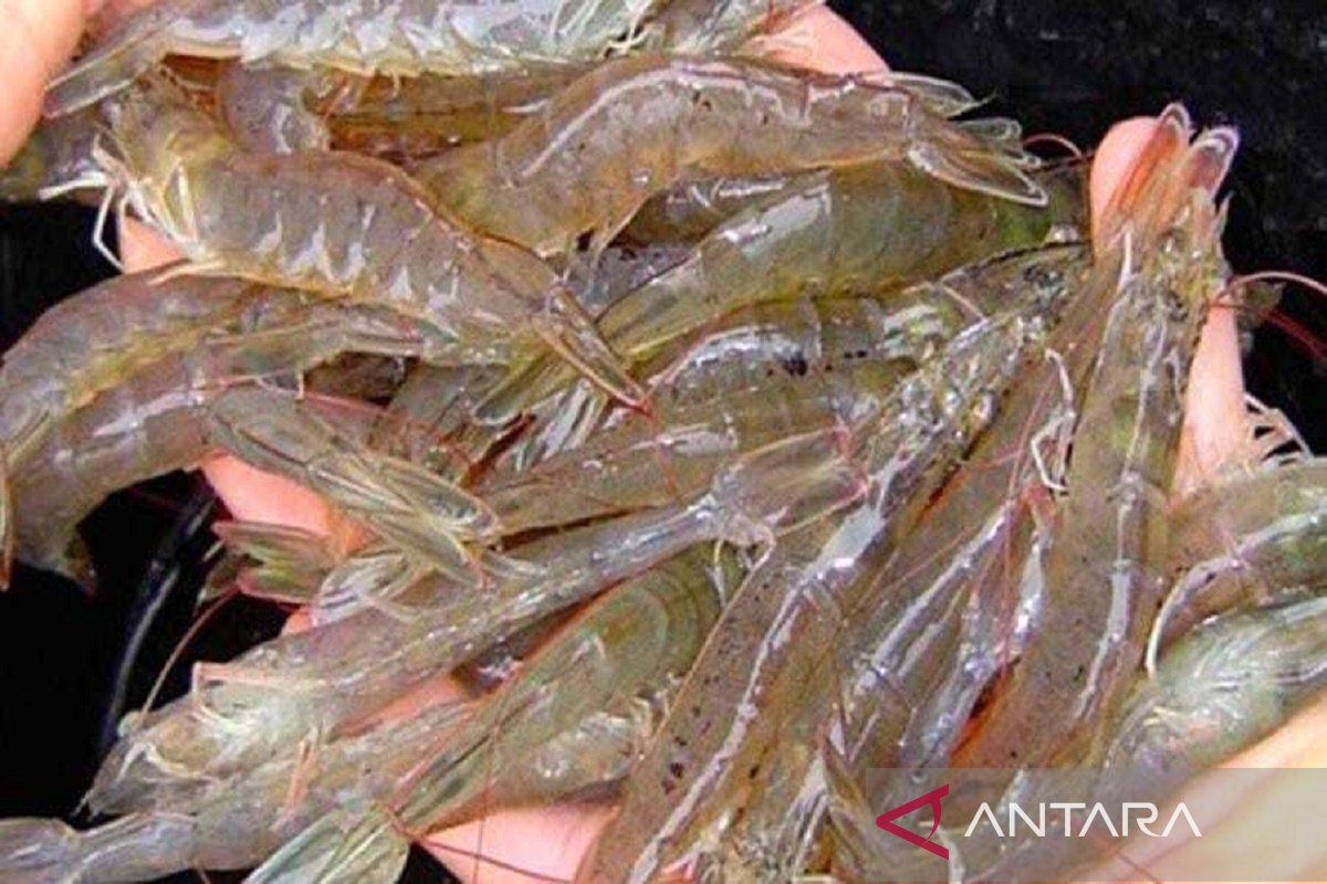 Nutrisi udang bermanfaat untuk kulit-tulang