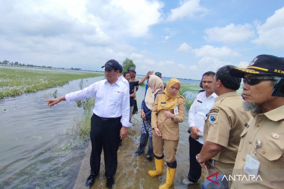 Mentan : Kemungkinan banjir tak pengaruhi target produksi gabah