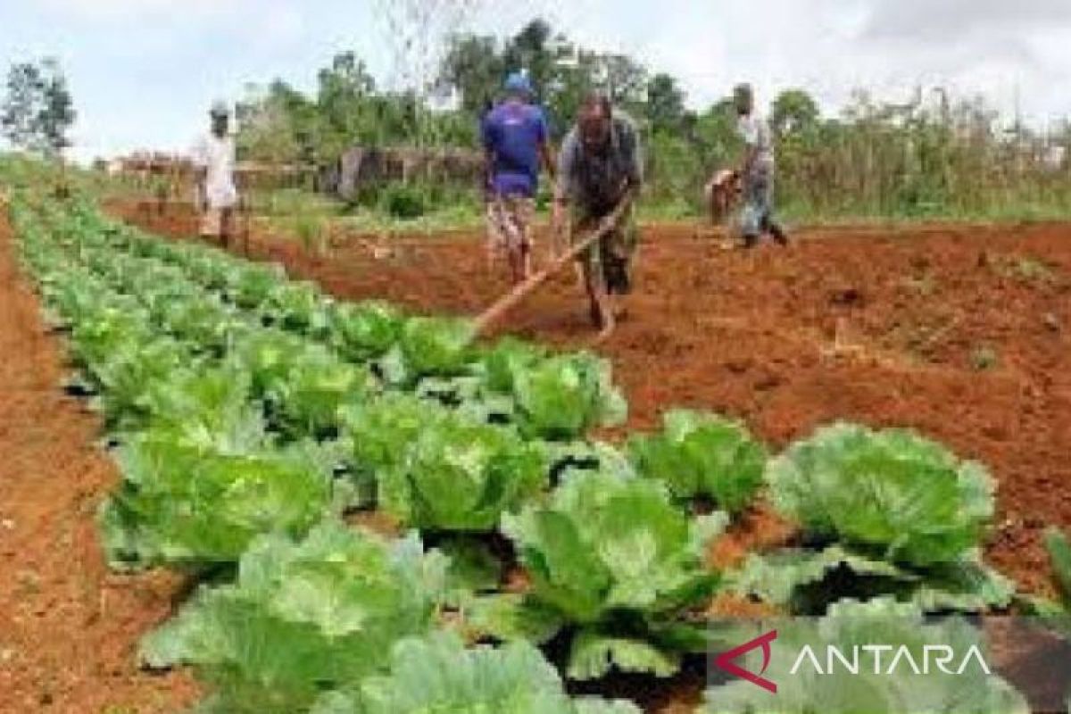 Distrik Biak Timur potensial kembangkan pertanian dan perikanan