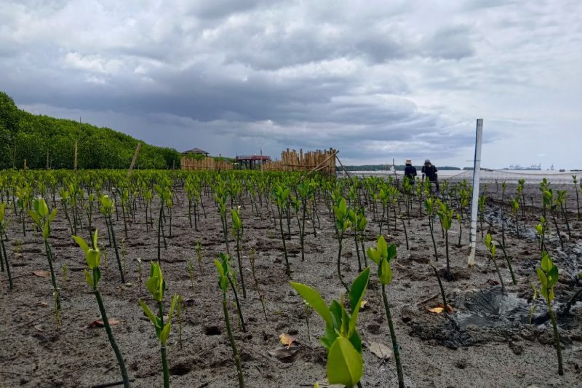 YKL Indonesia mengembangkan ekosistem rehabilitasi mangrove di Makassar